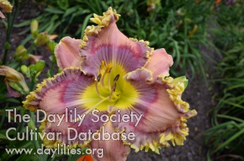 Daylily Rich and Handsome